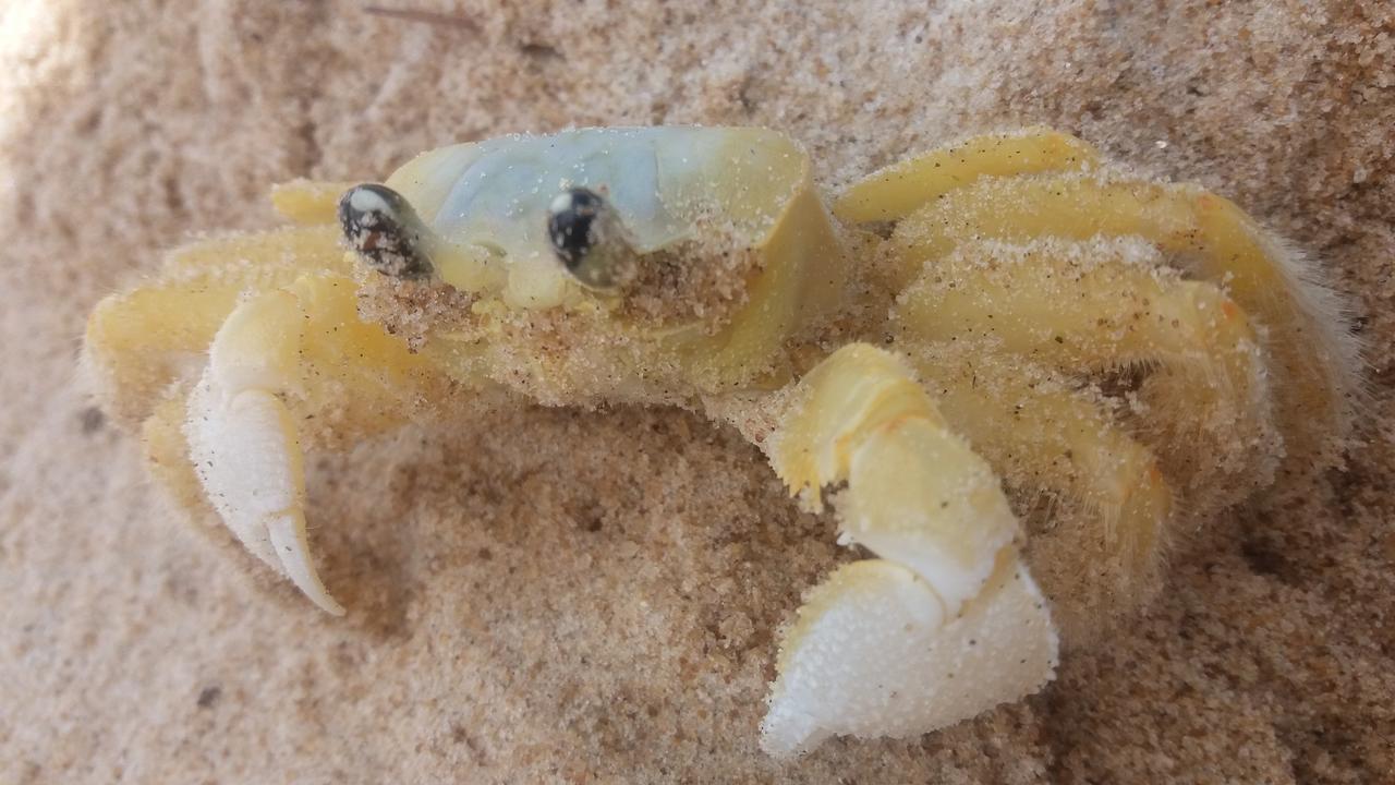 Nova Viçosa Franz Beach Hotel מראה חיצוני תמונה
